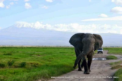 un elefant mergand pe drumul circulat de masini