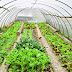 Manfaat Plastik UV Untuk Atap Greenhouse