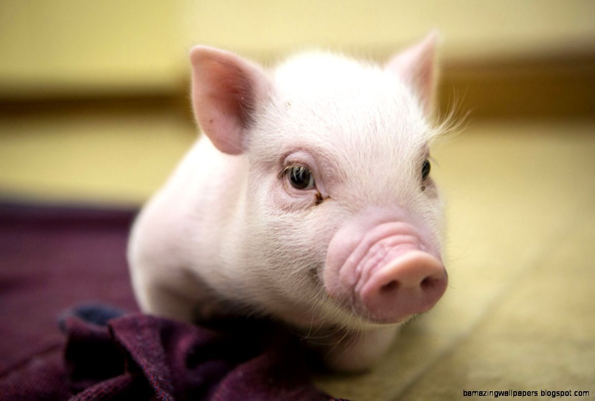 Really Cute Baby Pigs | Amazing Wallpapers