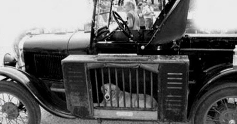 Running Boards Traveling In Cars With Your Dogs In The 1930s Vintage Everyday