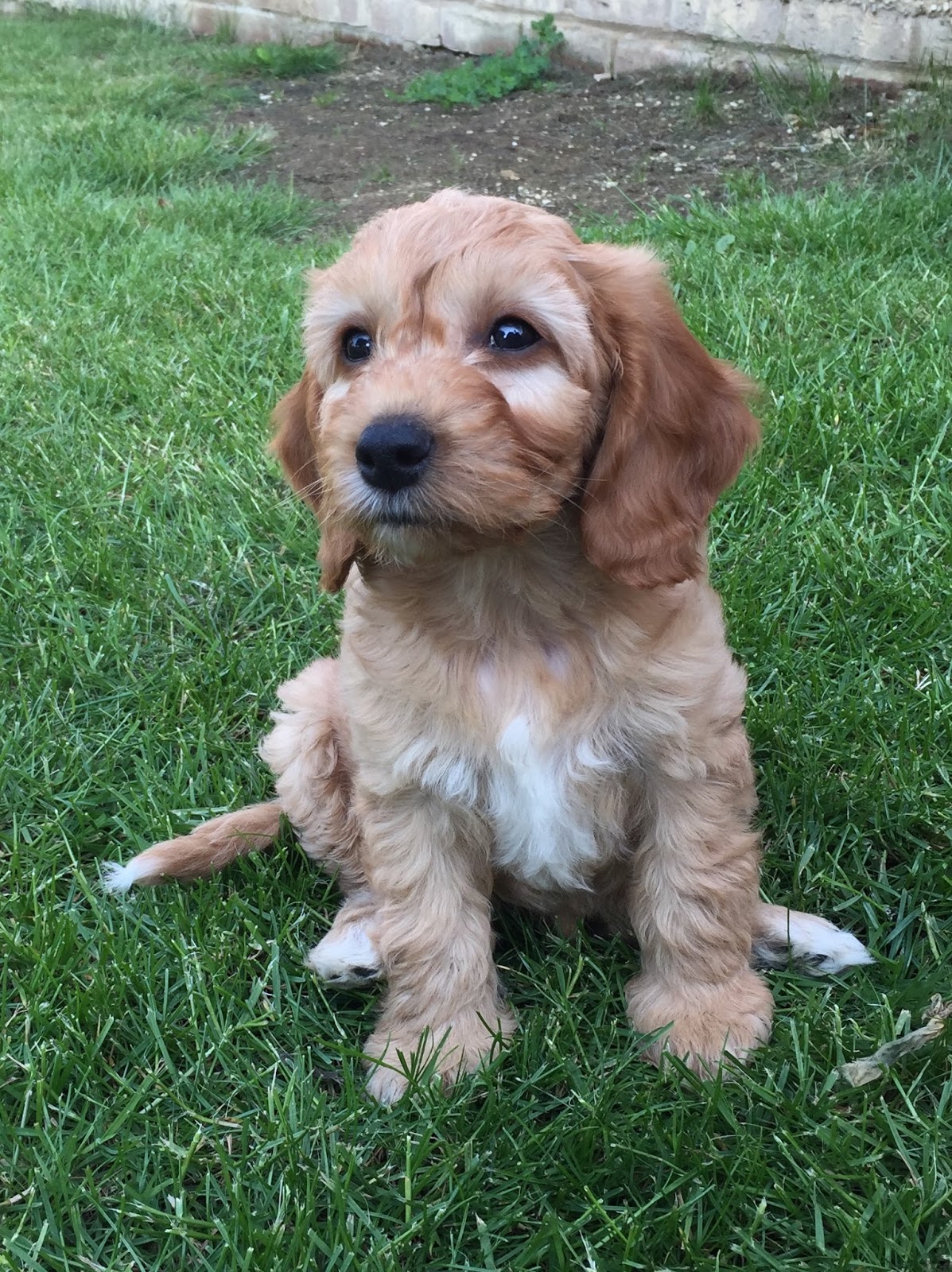 How Much Should You Feed A Cockapoo Puppy