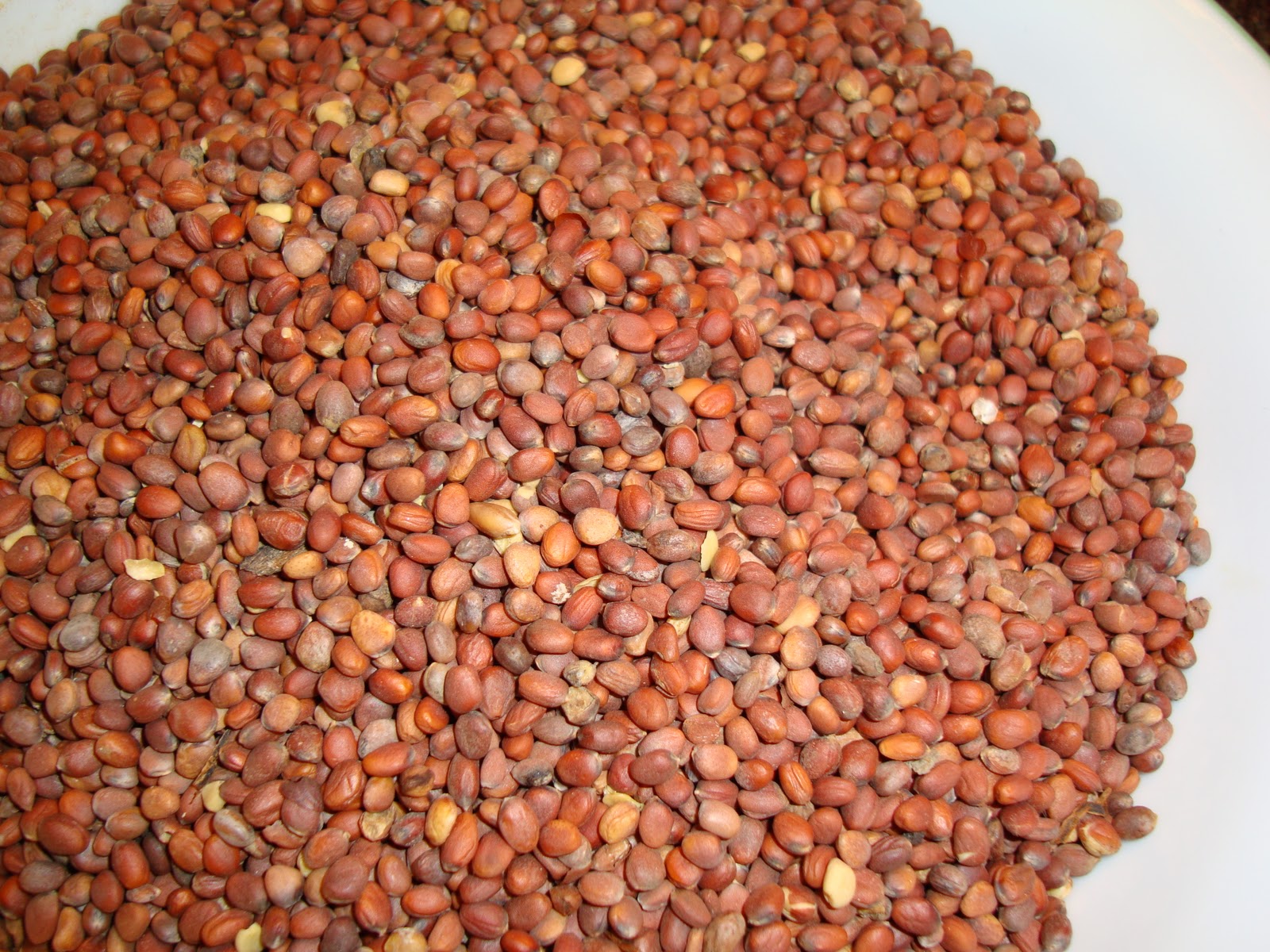 Taste of Nepal Radish Seeds Mula ko Beu