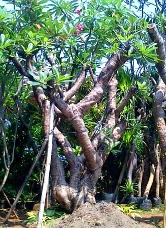 Bibit Tanaman Murah Jual Pohon Kamboja  di  Kupang