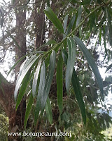 Podocarpus polystachyus
