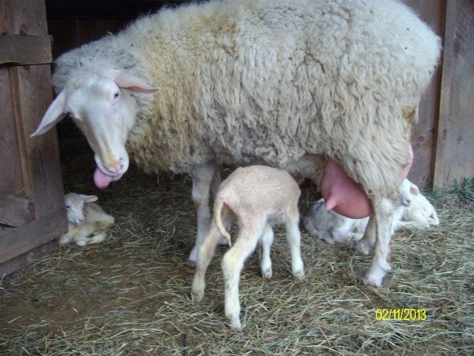 Karras Farm East Friesian Sheep Breeder East Friesian Sheep For Sale