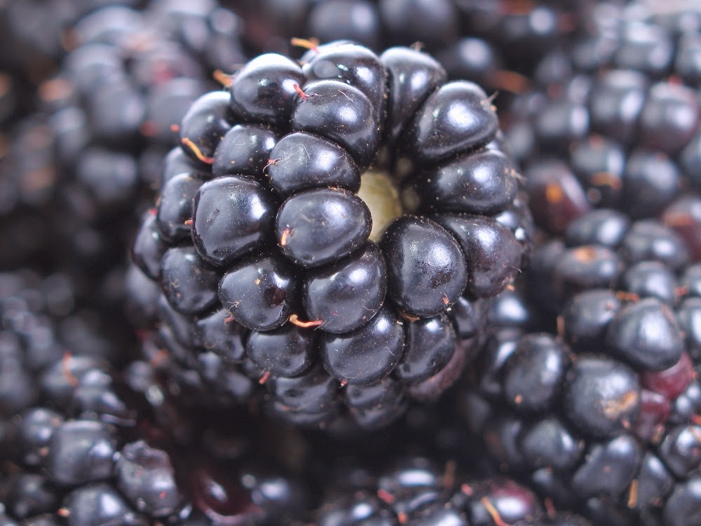 Sunshine And A Daisy FiberPacked Foods to Eat