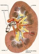 Anatomia do Rim