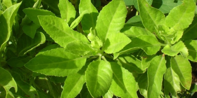 Daun Beluntas Daun Liar Yang Banyak Manfaatnya ~ Nursing Hub