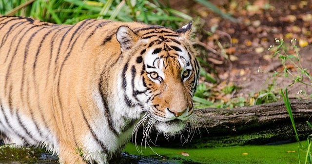 Contoh Soal Uts Ipa Kelas 4 Sd Semester 2 Contoh Soal