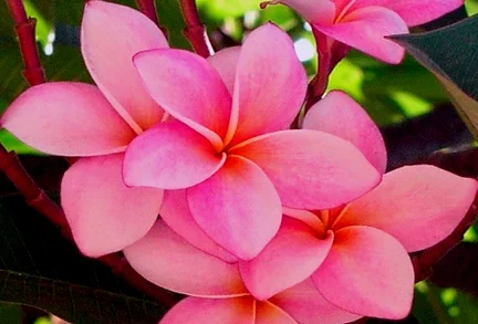 Express Your Feeling with Hawaii Flowers Delivery