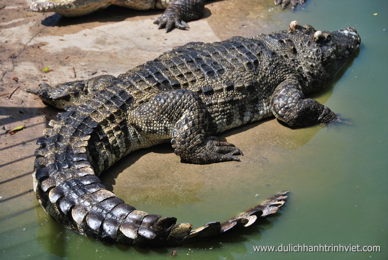 Visite du village écotouristique de crocodiles à Long Xuyen 