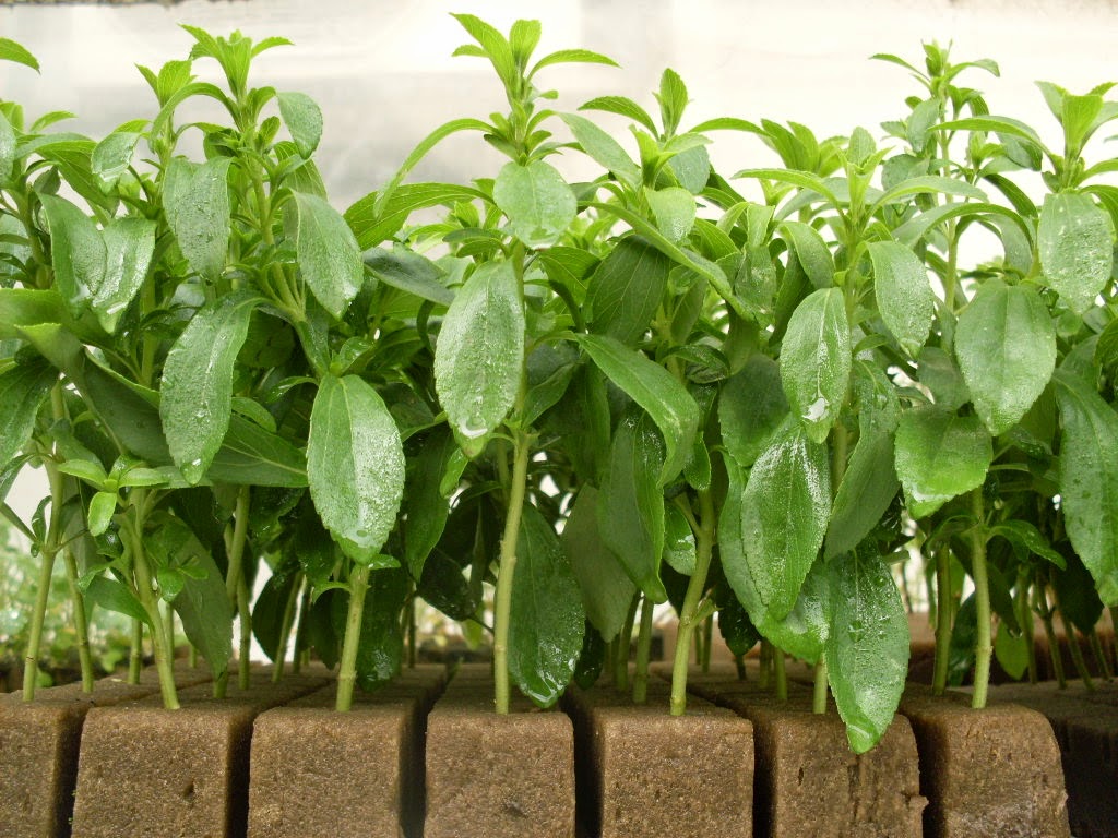 Niche Farming in Greece Stevia The Sweet Leaf