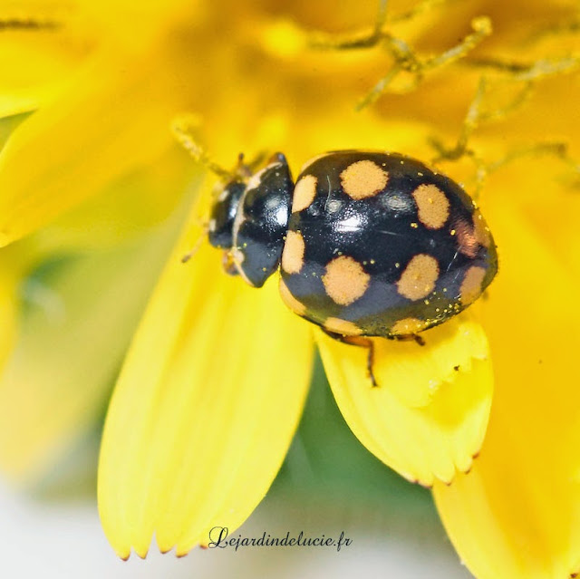 Coccinula quatuordecimpustulata, petite coccinelle aux 14 points jaunes.
