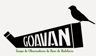 Grupo de Observadores de Aves de Andalucía