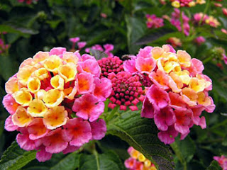 This My Blog  Not yours 10 Bunga  paling  Cantik  di Dunia