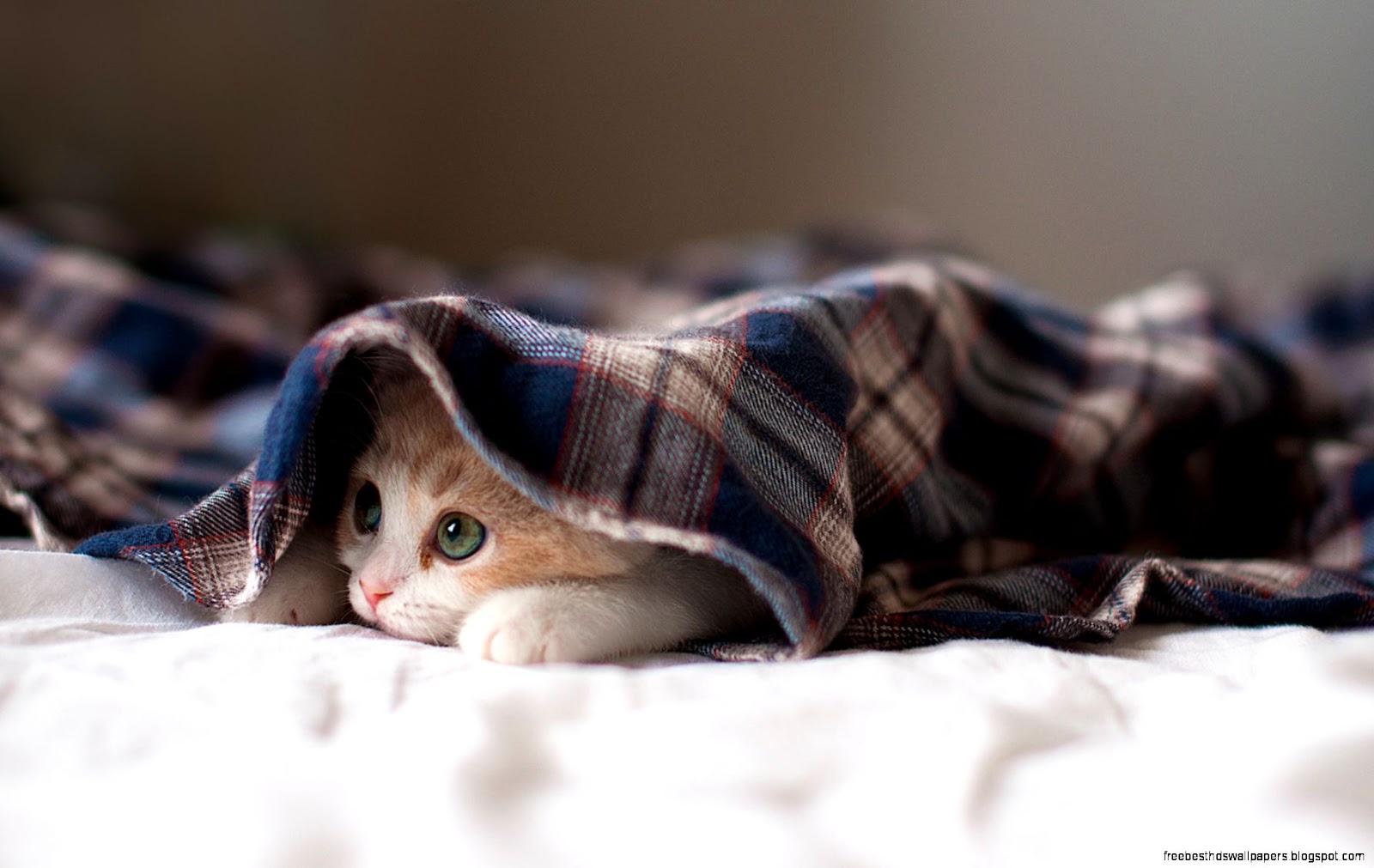 Kitten Hiding Under Blanket