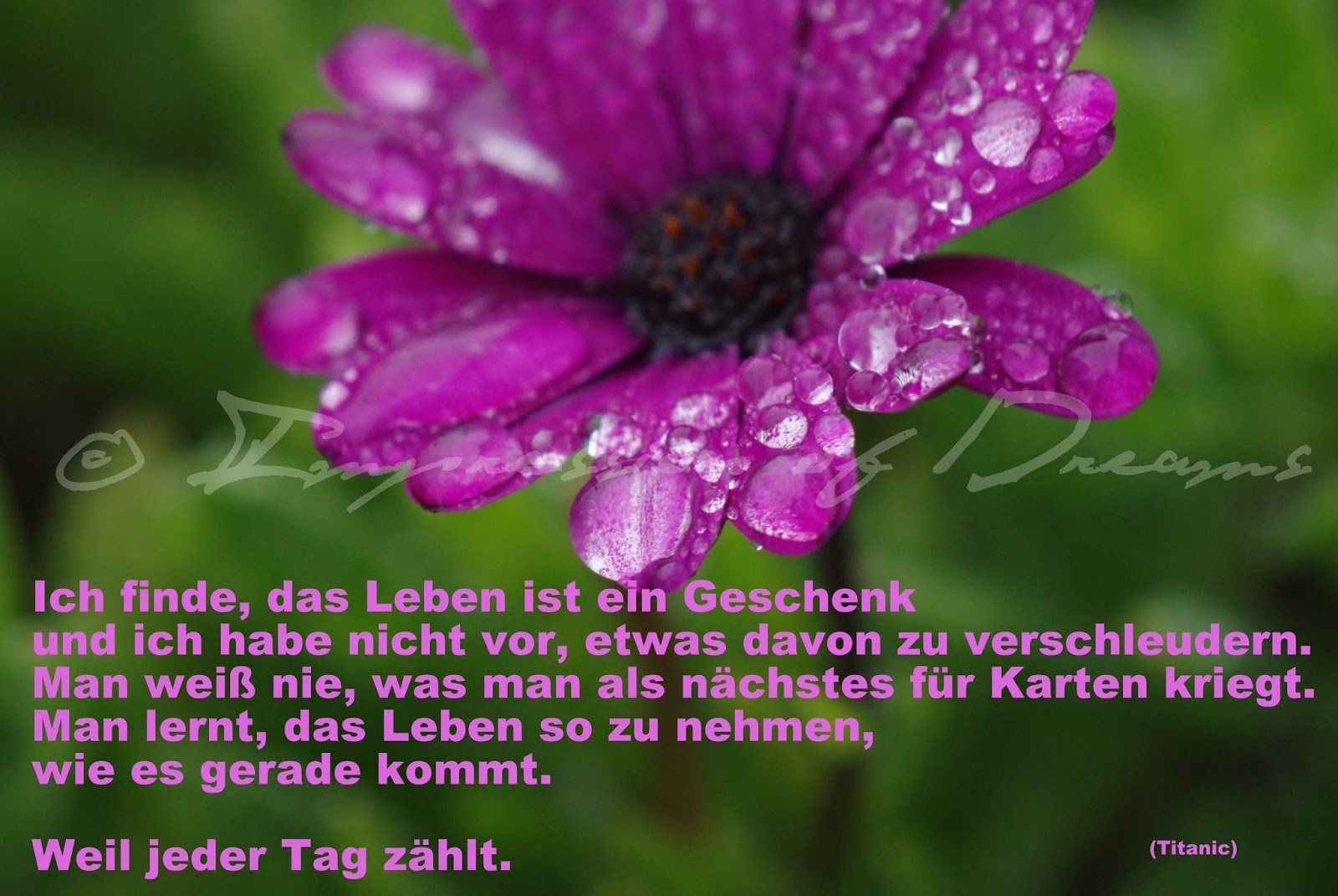 Spruch Des Tages Juni wahre sprüche über das leben