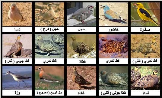 انواع الطيور صور مدونة كوكتيل