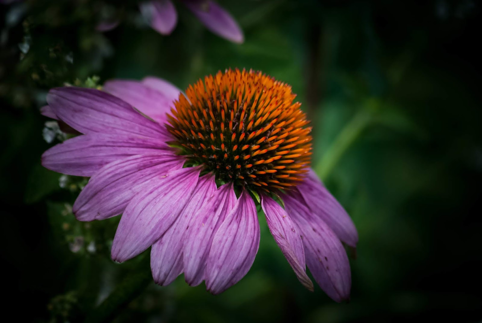 Purple Coneflowers