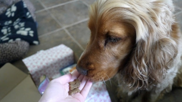 BarkBeats dog subscription box