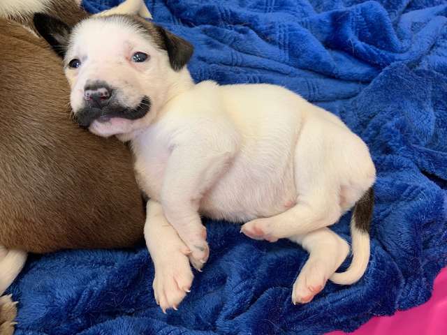 Adorable Pictures Of Shelter Puppy Born With A Handlebar Mustache