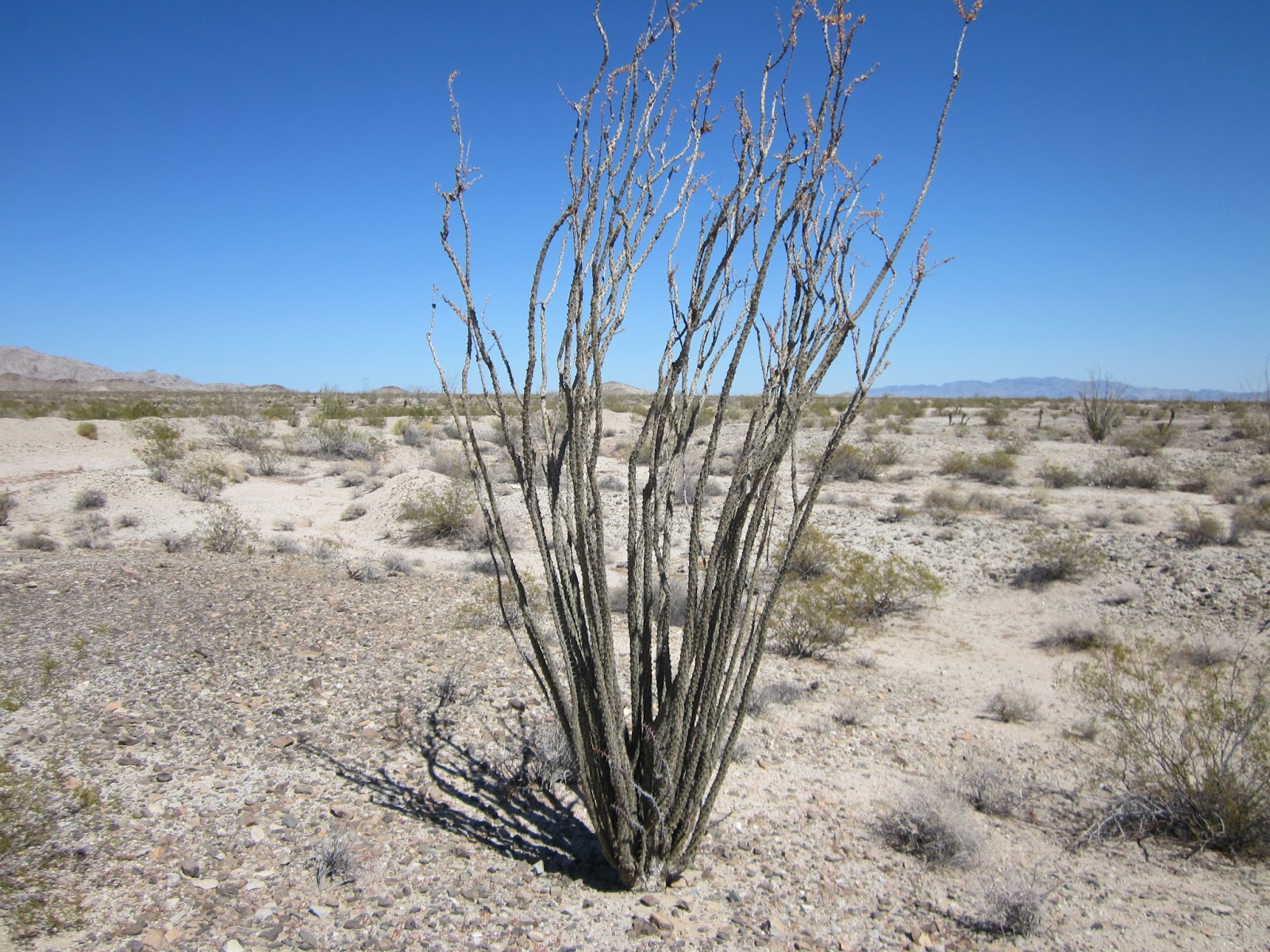 Mascot of December Ocotillo