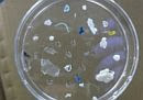 Microplastics. Bron: www.stowa.nl