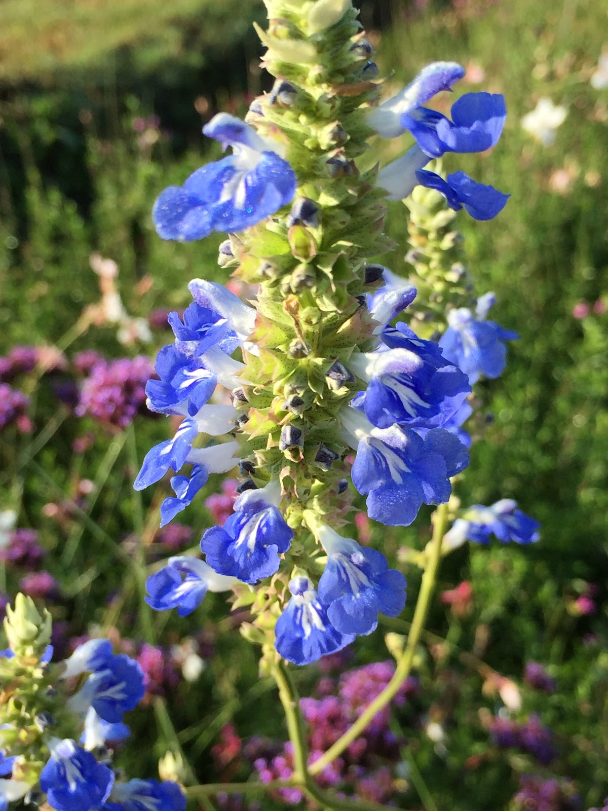 Bomboniere Matrimonio Con Lavanda E Piantine Vive