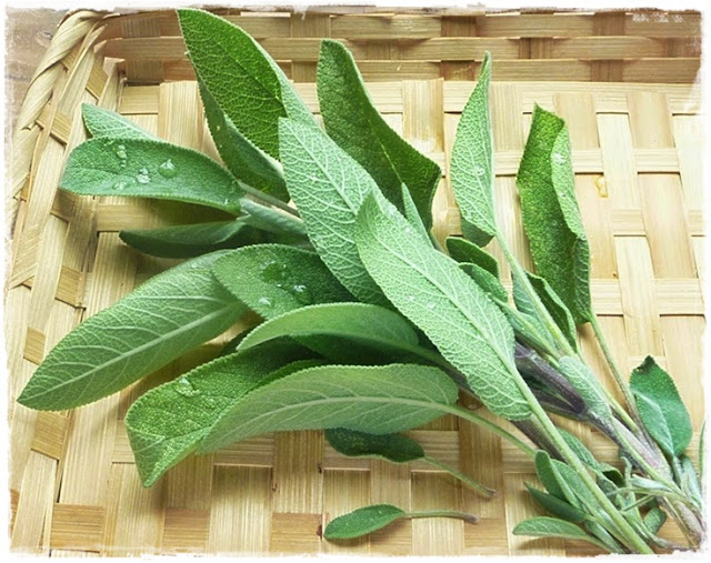 freshly picked sage