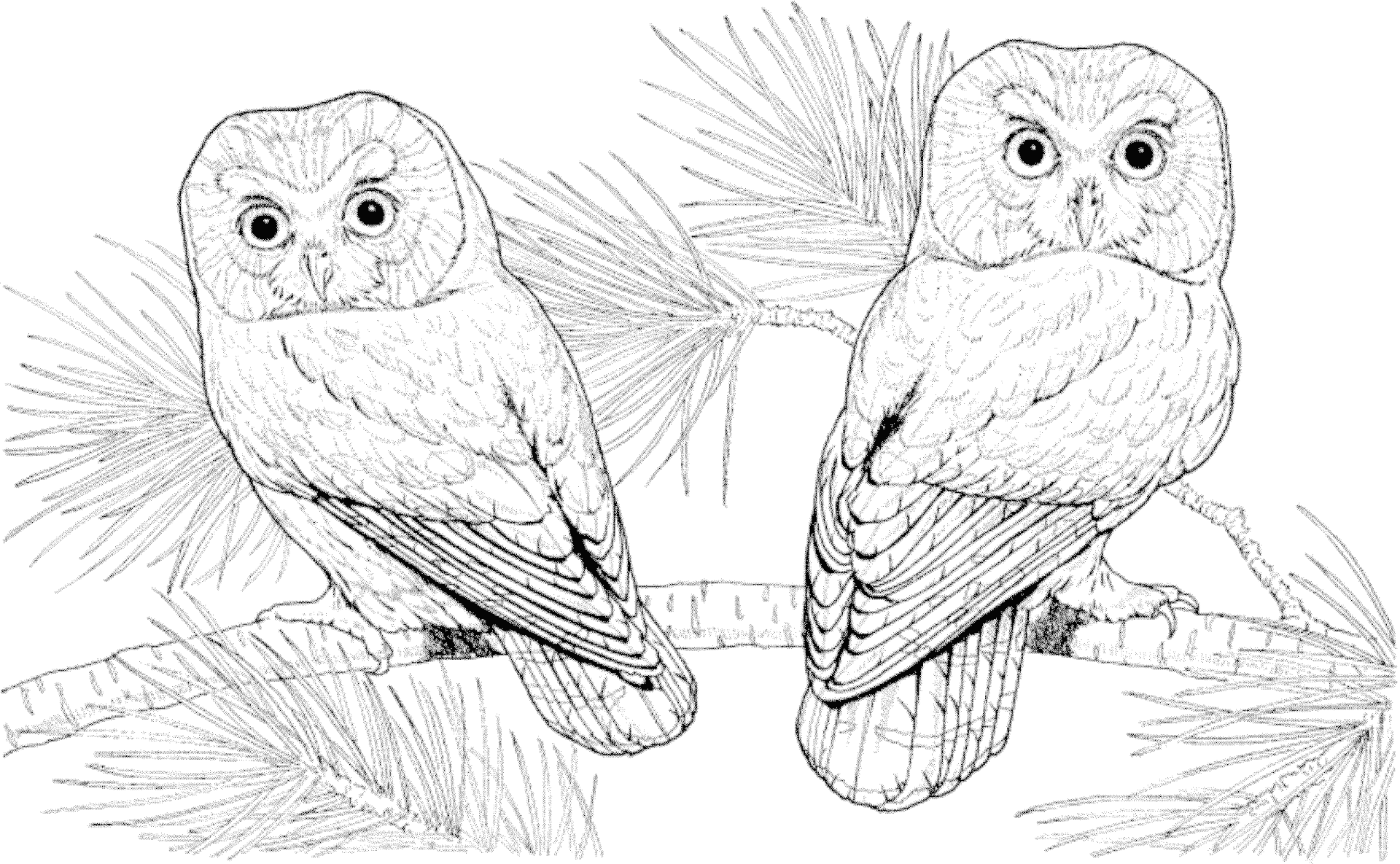 Download Best HD Fancy Owl Coloring Pages Hard Free - Free Coloring Book Images