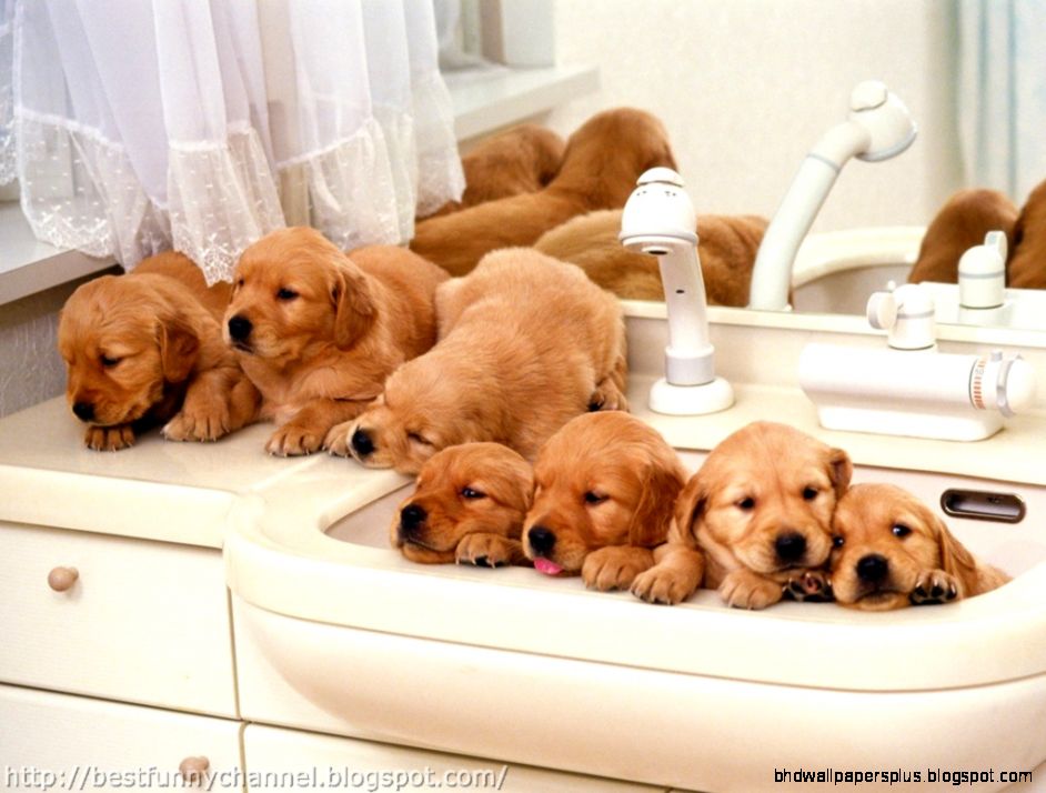 Funny Pictures Of Baby Puppies | HD Wallpapers Plus