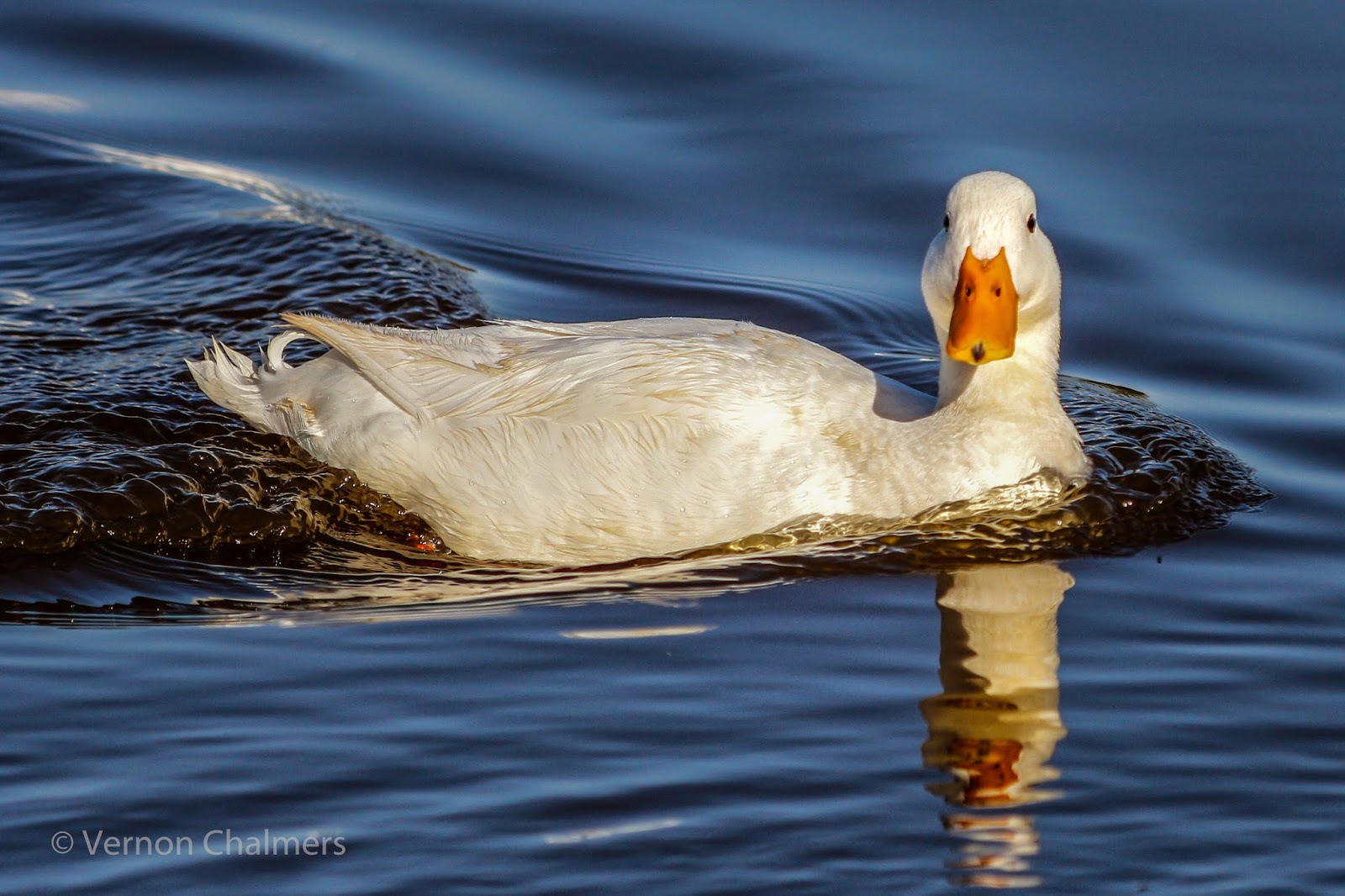 Milnerton Lagoon / Woodbridge Island Ducks