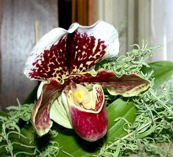 Orquidea sapatinho