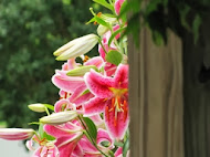 daphne fragrance garden