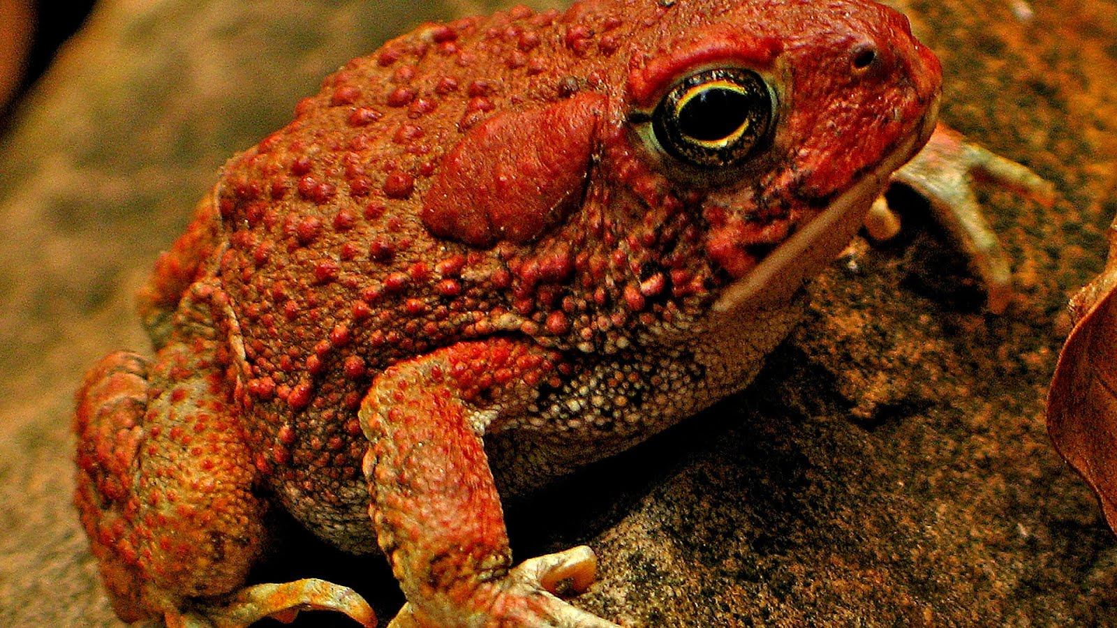 Az Endangered Animals Danger Choices