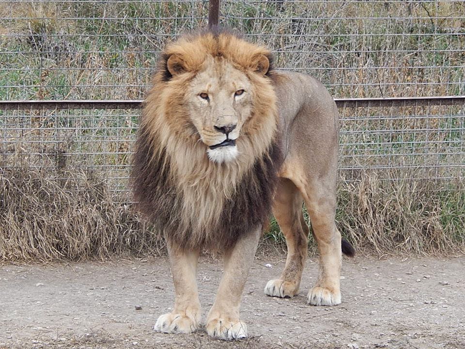 последние новости о львичке реснички тайган