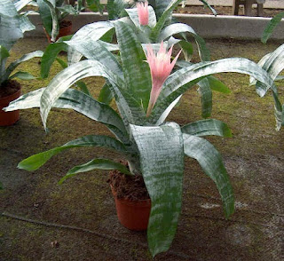 Jardineria, Catalogo de Plantas: Aechmea fasciata (Billbergia rhodocyanea)