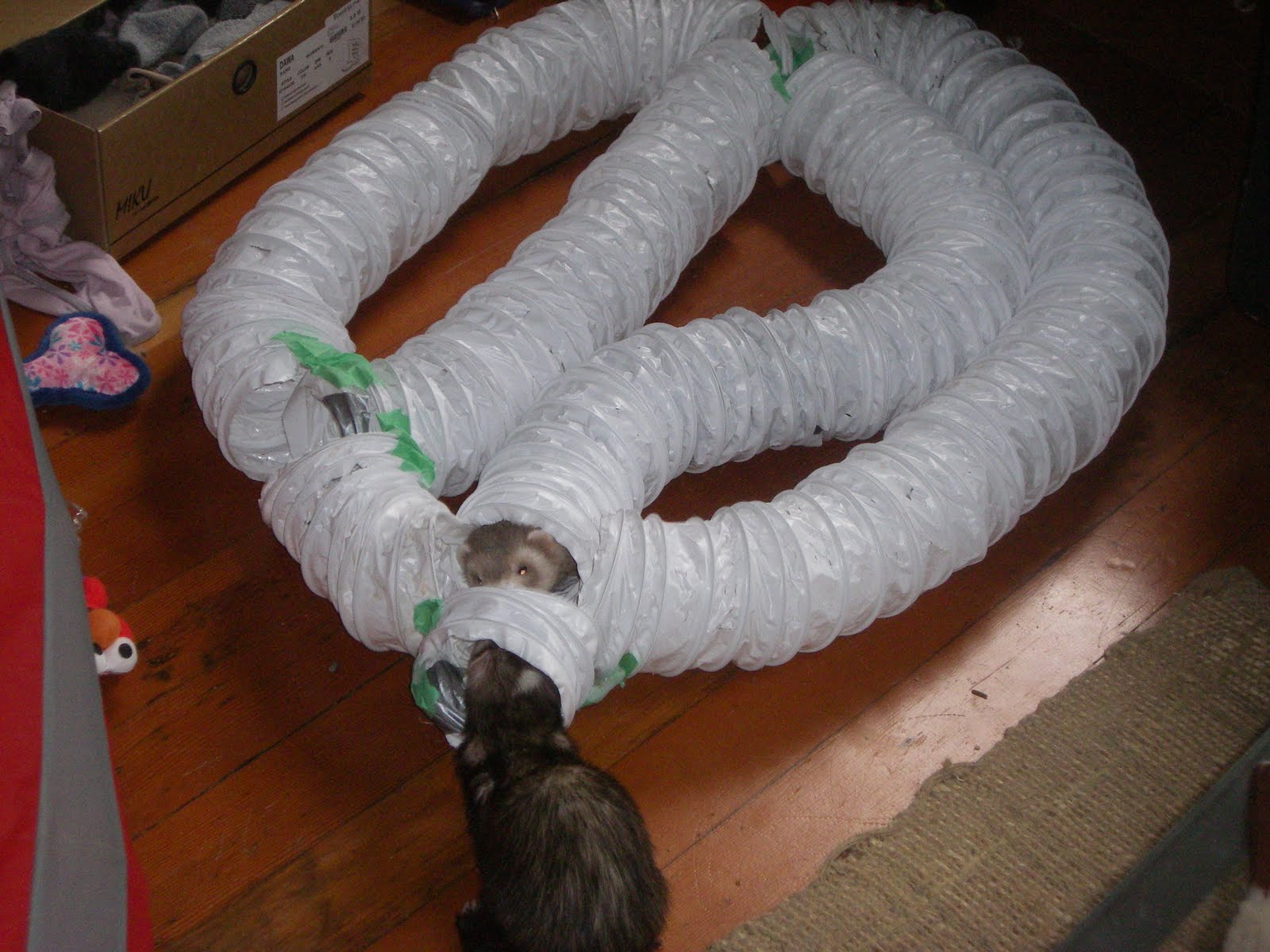 What Can I Do with my Hyper Ferret?