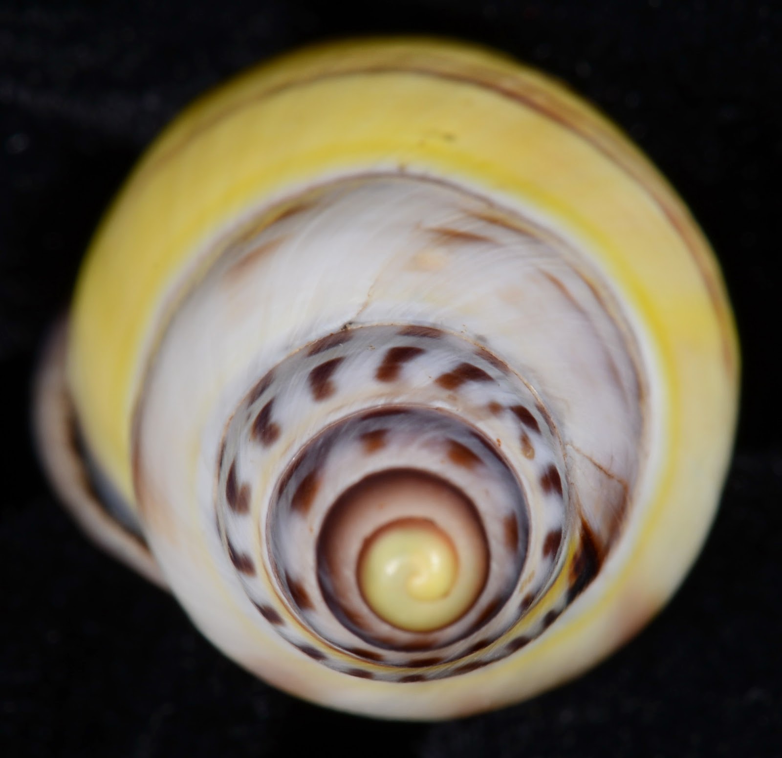 Dr. Lee's Gallery Museum: Amphidromus contrarius nikiensis 32.16mm