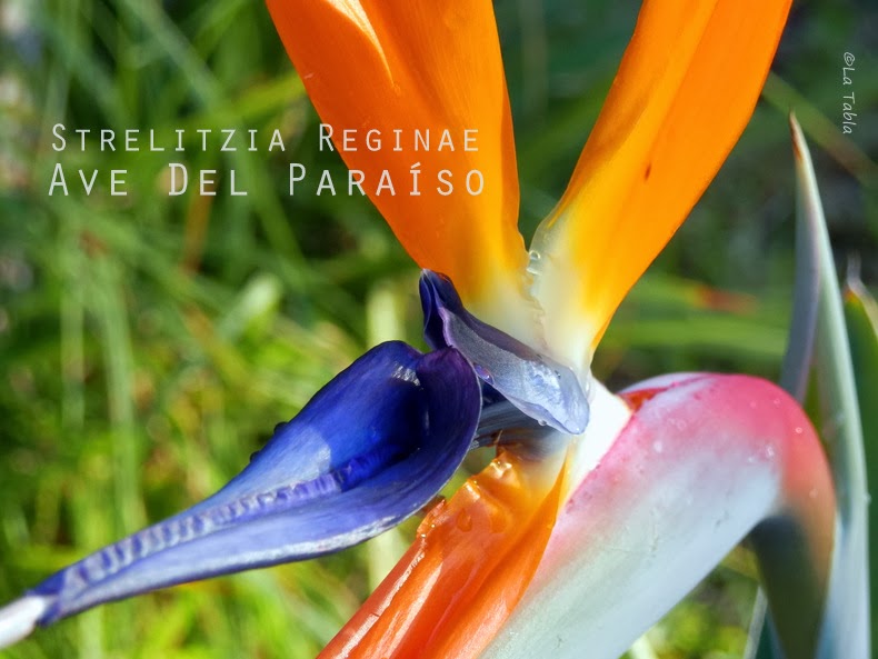 Strelitzia reginae: pájaro de fuego - EL BLOG DE LA TABLA