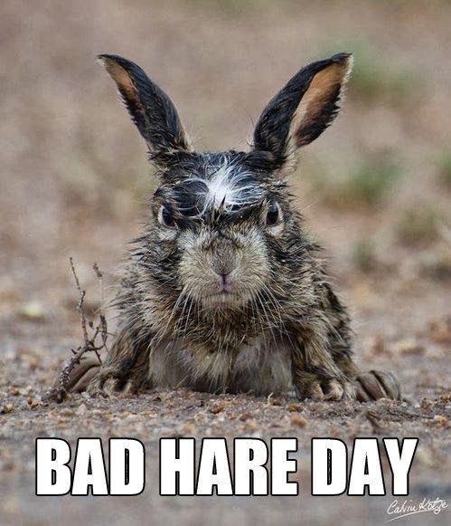 Angry wet rabbit scowling