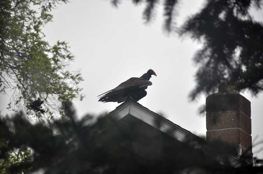 Taken For Granted Vulture on Roof and Bobolink in Field