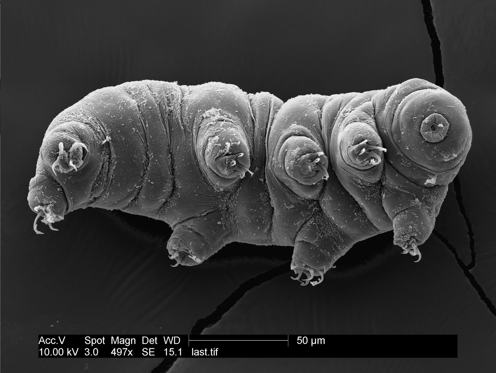 Polar Soils Blog Animals Under Our Feet