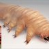 THIS TINY, YET DISTURBING CREATURE RESIDES IN YOUR BODY, AND YOU WON’T BELIEVE IN WHICH PART EXACTLY… TAKE MEASURES TO PROTECT YOURSELF!