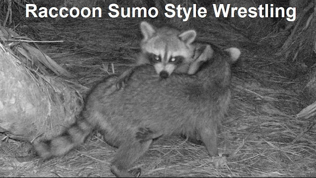 Raccoon Wrestling Match