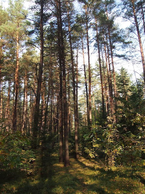 Lithuanian forests