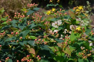 Hydrangea Macrophylla Hortensja Ogrodowa Hbawhiro White Rock