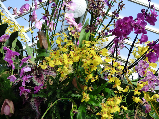 Orchid Festival at Kew Gardens Princess of Wales Conservatory 2018