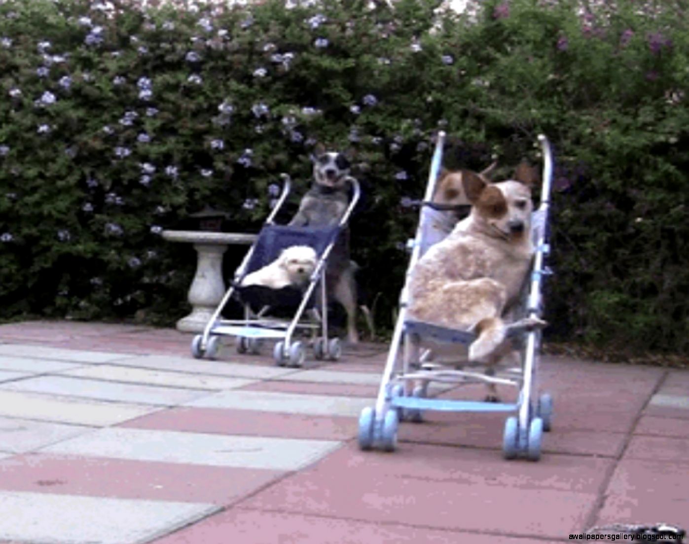 42 Funny Animal GIFs Just Because