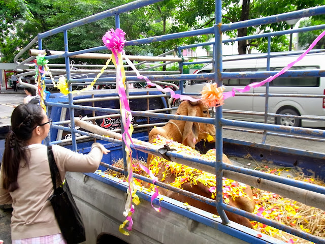 タイの人びと、タイの街角牛を救うプローイ・コーと、広重の亀。放生会の独特なムード。
